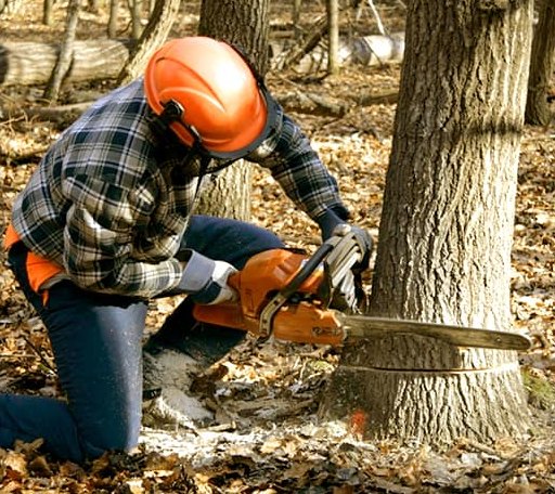 Tree Removal in Belden, CA